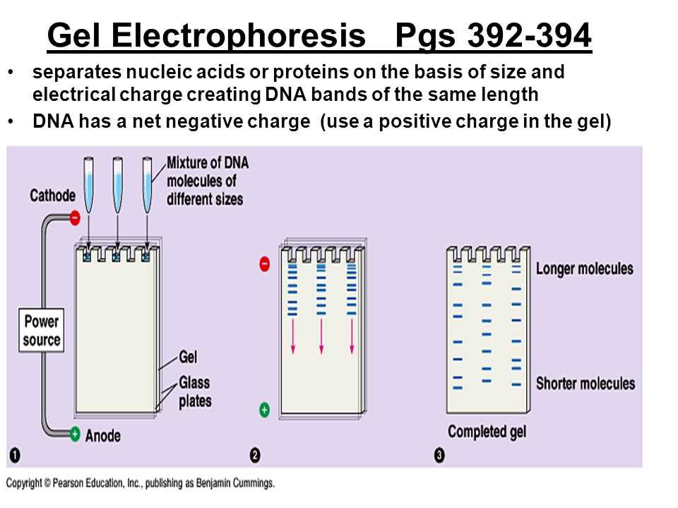 Gel electrophoresis virtual lab answers