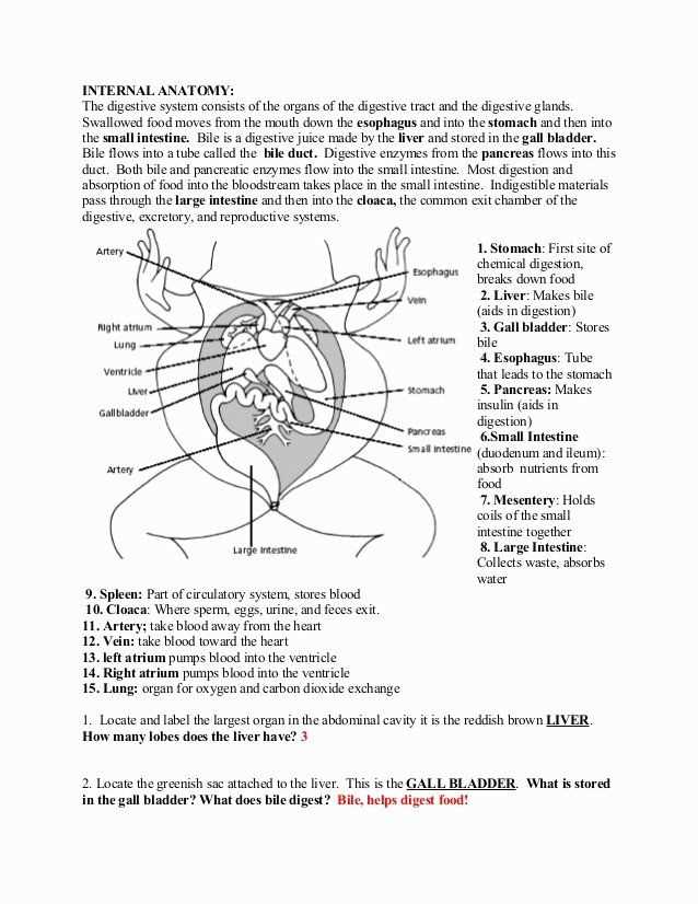 Gizmos digestive system answers