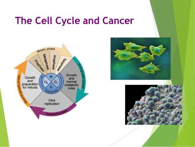 Abnormal Cell Cycle Regulation in Cancer