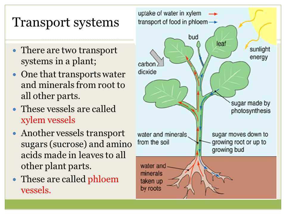 What is Vanessa Jason Biology Roots Photosynthesis Answer Key?