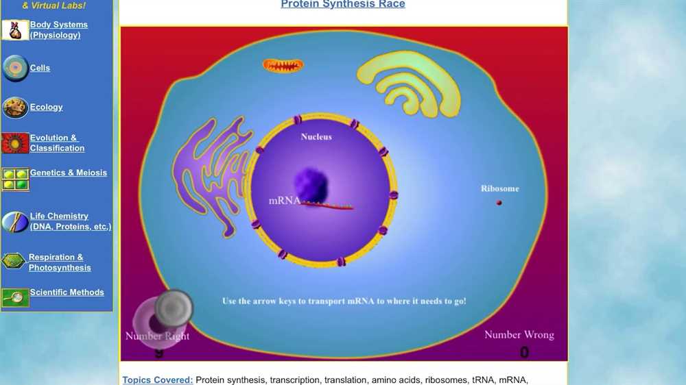 Translation: The Second Step of Protein Synthesis