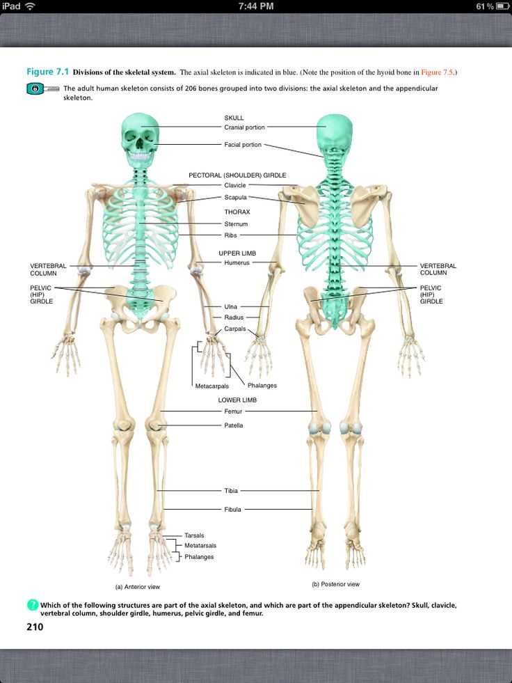 Chapter 5 the skeletal system worksheet answers