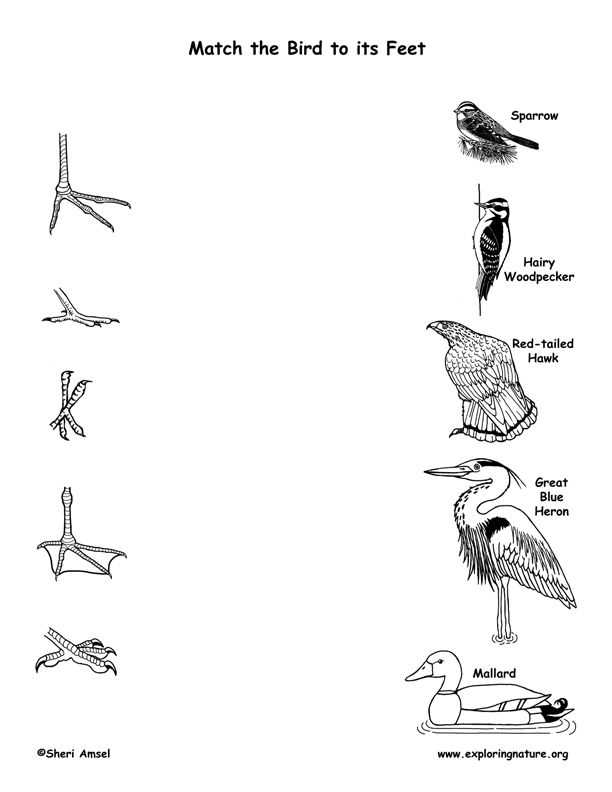 Beaks of finches lab answer key