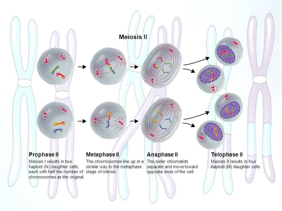 11 4 meiosis answers