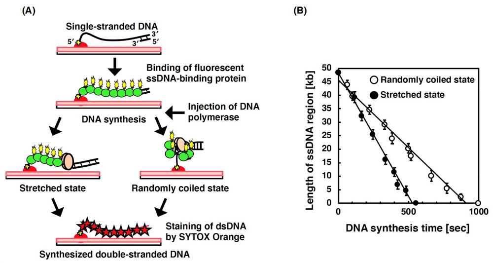 Role of Proteins in DNA