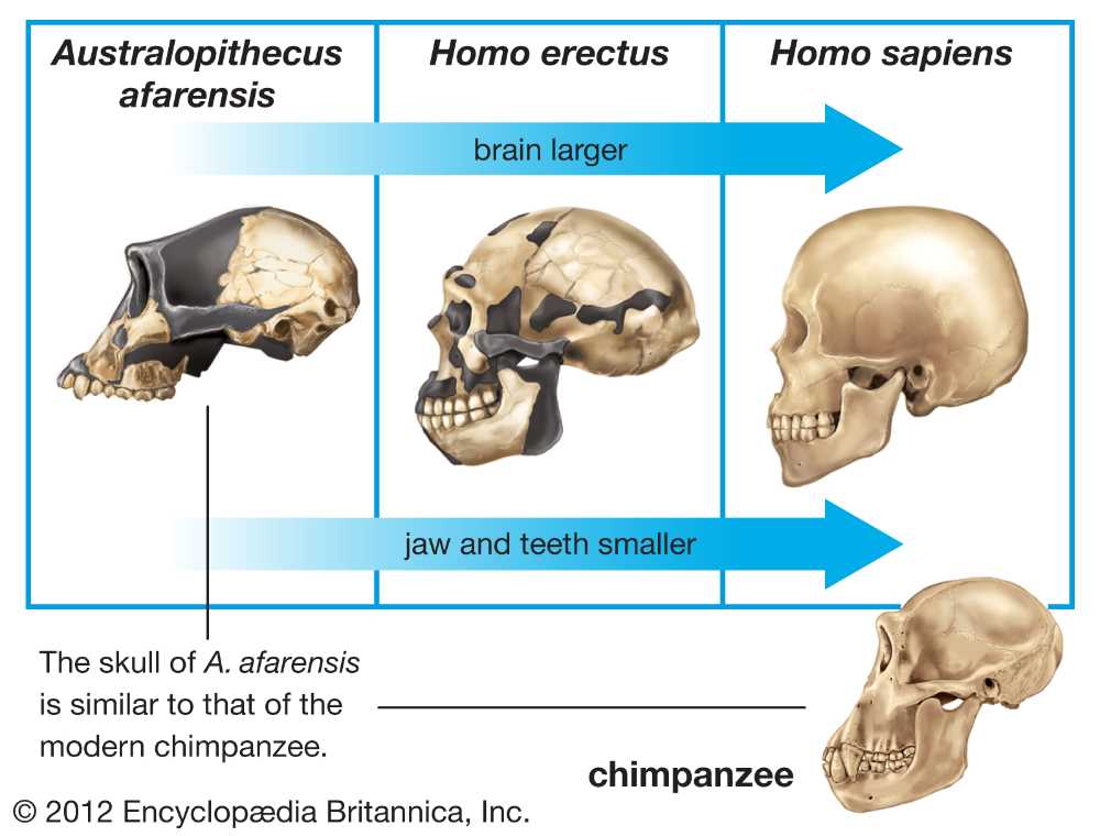 Common Challenges in Skull Analysis and Possible Solutions