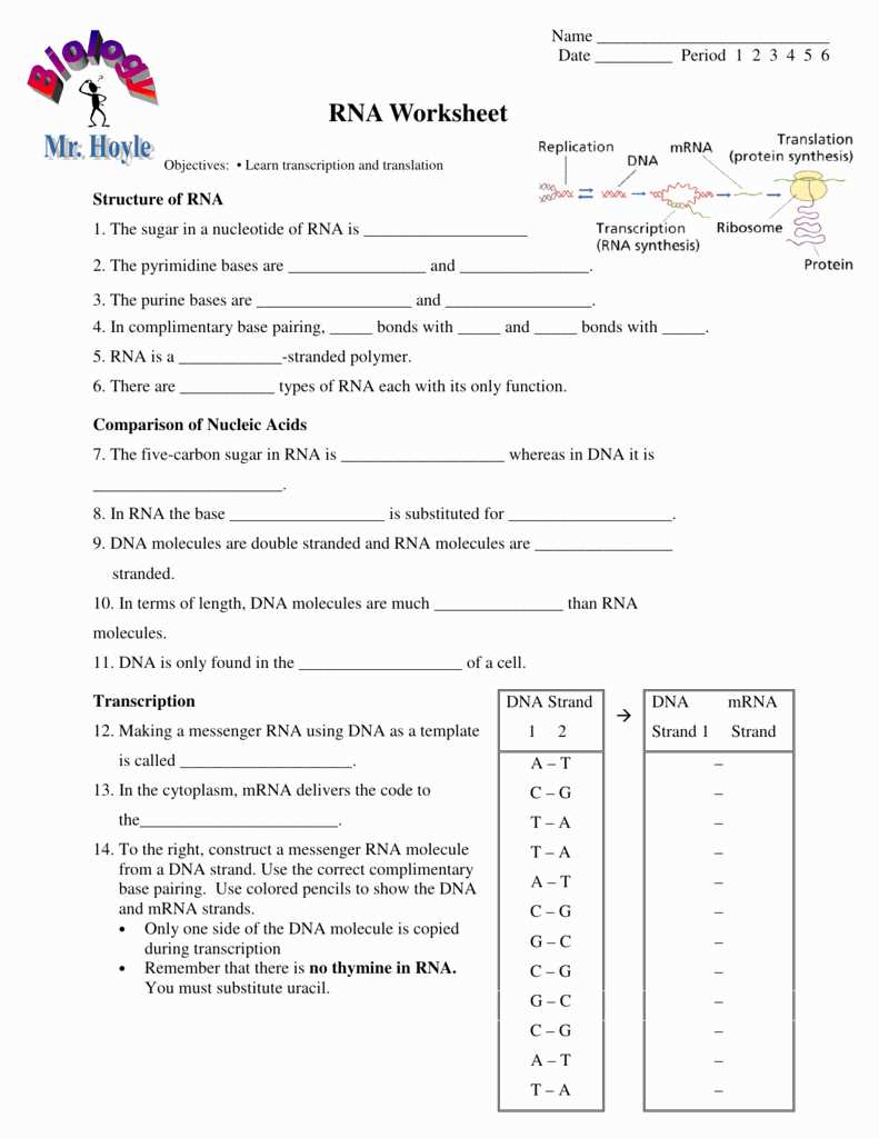 RNA Worksheet Answers