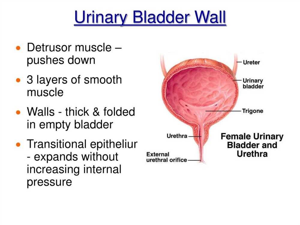 Key Features of the Urinary System Workbook: