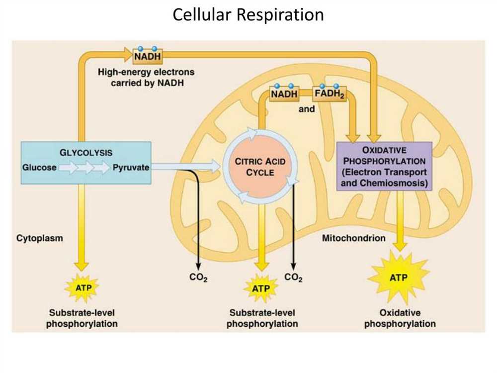 What is ATP and how is it formed?