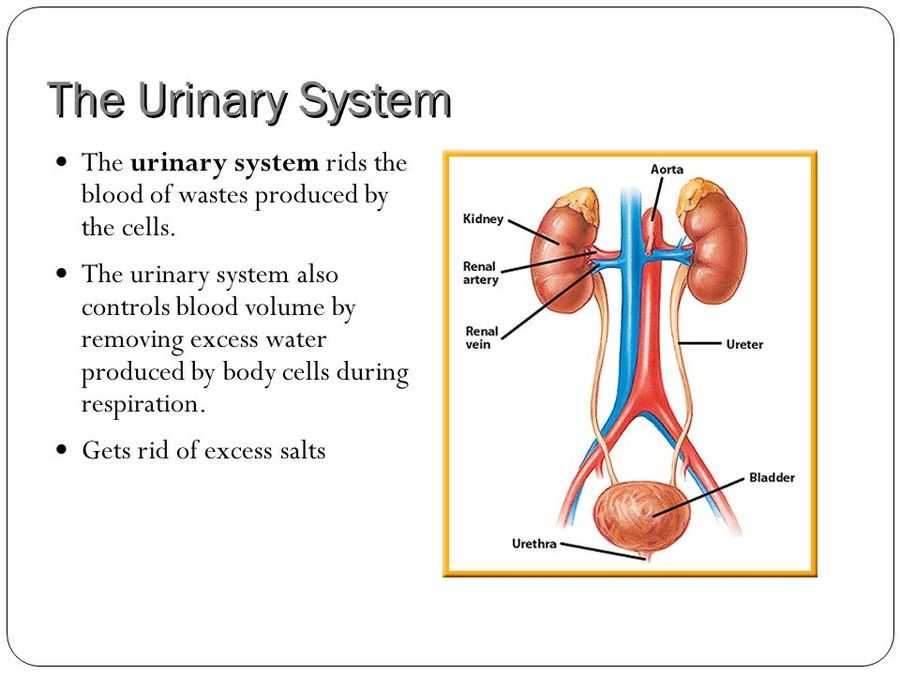 Understanding the Urinary System