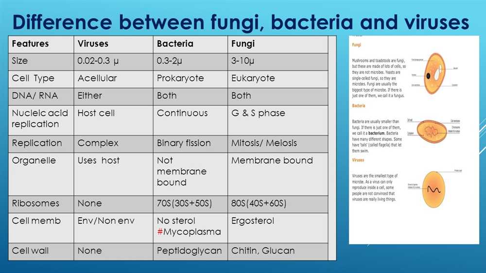 Chapter 18 Viruses and Bacteria Answer Key