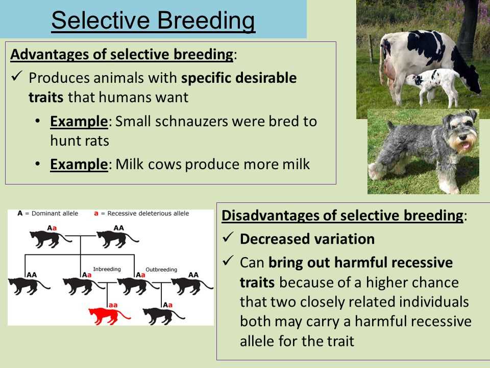 Examples of Artificial Selection and Selective Breeding in Plants