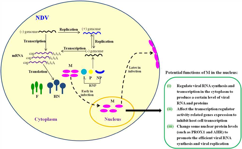 The Replication Cycle of Viruses