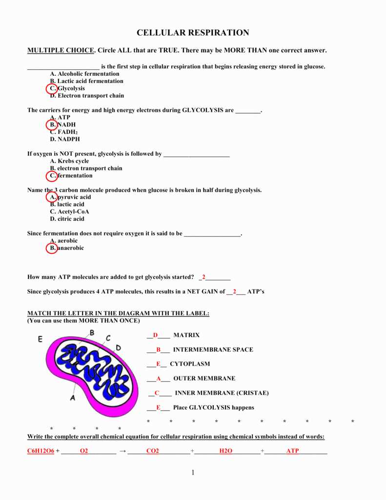 Viruses worksheet answer key