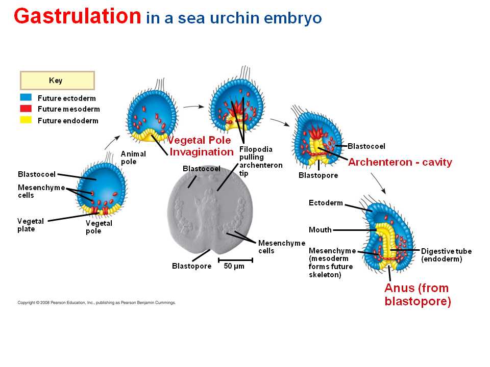 Virtual Sea Urchin Lab Answers: Exploring the World of Sea Urchins from Home