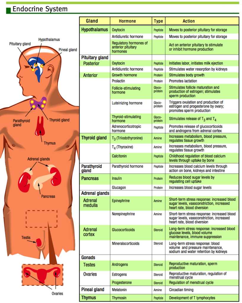 Endocrine rat lab answer key