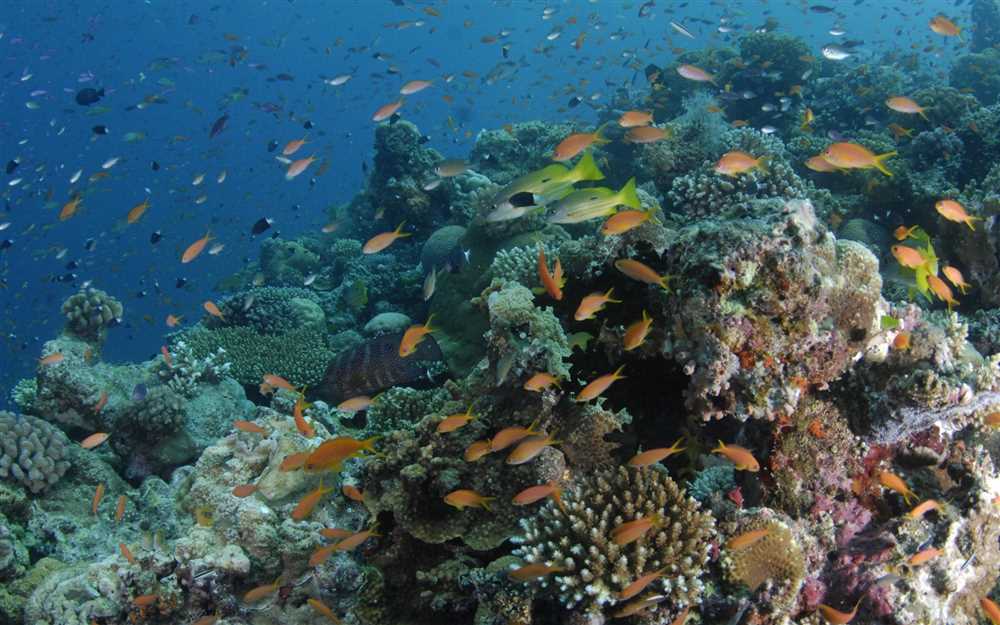 Understanding Coral Reefs