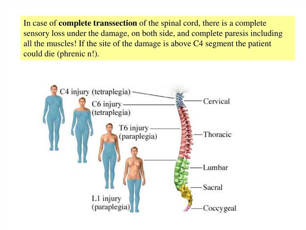 Sacral and Coccygeal Segments: