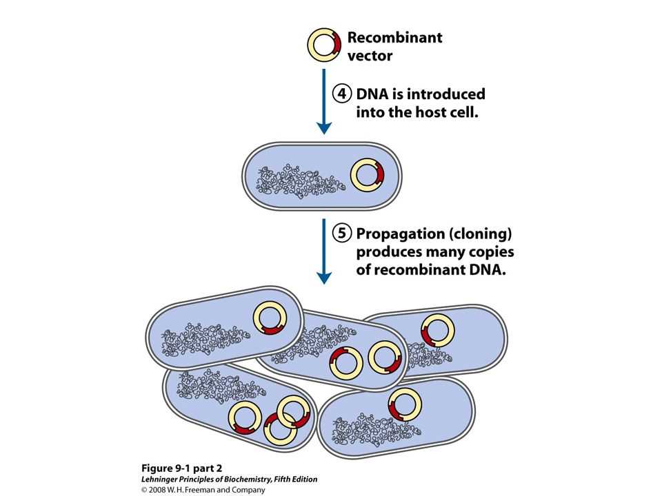  Some other organelles include: