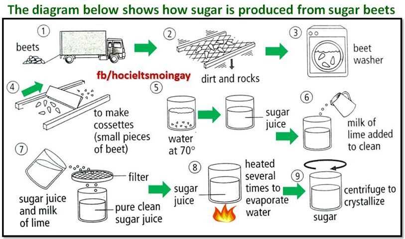 Understanding the Role of Photosynthesis in Sugar Production